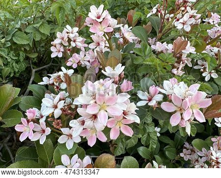 Flowering Ornamental Shrub Indian Hawthorn (lat.-rhaphiolepis Indica) With White And Pink Flowers
