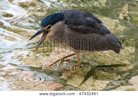 Black-crowned Heron