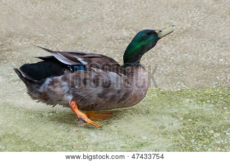 A Wild Duck Walking In Shallow Water