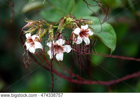 Flowers Of A Preuss Strophanthus Plant, Strophanthus Preussii