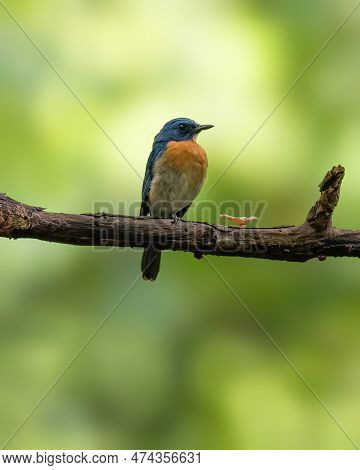 A Beautiful Adult Tickell's Blue Flycatcher (cyornis Tickelliae) Perched On A Tree Branch In The Wil