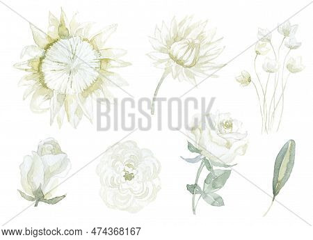Set Of White Flowers With Protea, Rose And Jasmin. Watercolor Illustration.