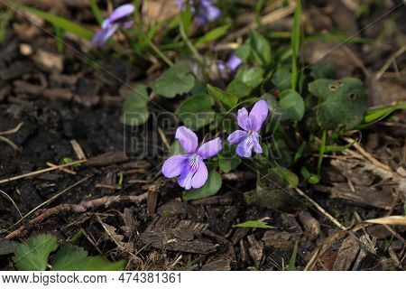 Viola Ruprestis, Lilac Wildflowers Growing In Spring