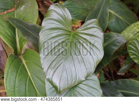 Close Up Of The Shiny Love-shaped Leaf Of Homalomena Rubescens, A Rare Tropical Plant