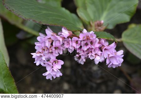 Elephants Ears Pink Flowers In The Garden