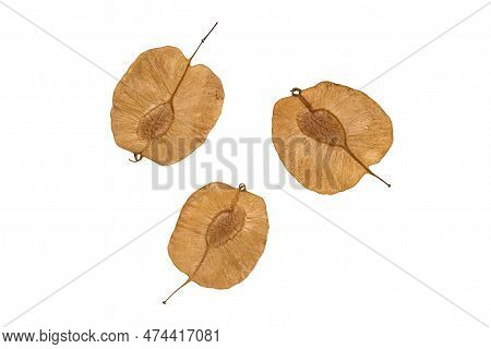 Closeup View Of Winged Dispersal Seeds, Flying Seeds Isolated On White Background With Clipping Path