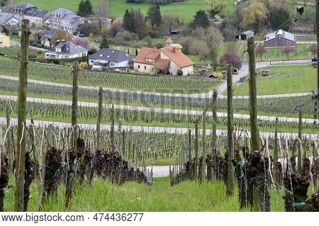 Rows Of Bare Grapevines In A Vineyard On A Slope In Moselle Valley, Village Far Below, Yellow Autumn