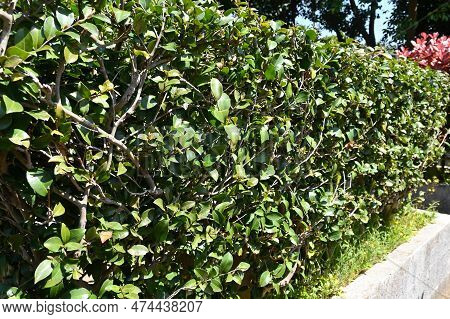 The Camellia Sasanqua Hedges. Theaceae Evergreen Shrub. It Blooms From Late Autumn To Winter When It