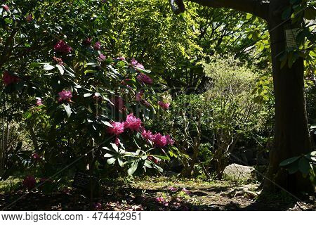 Rhododendron Flowers. Ericaceae Evergreen Shrub. Flowering Season Is From April To June.