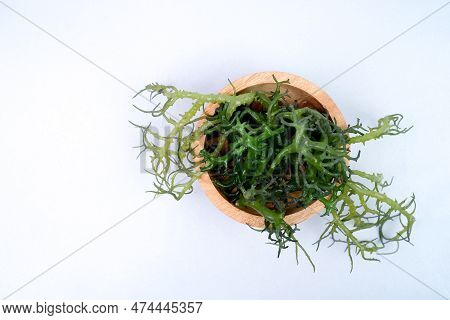 Eucheuma Cottoni Seaweed On Wooden Bowl Isolated On White Background