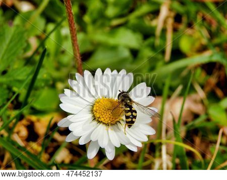 Close Up Of A Hoverfly (eupeodes Luniger) Feeding On The Pollen Of A Daisy