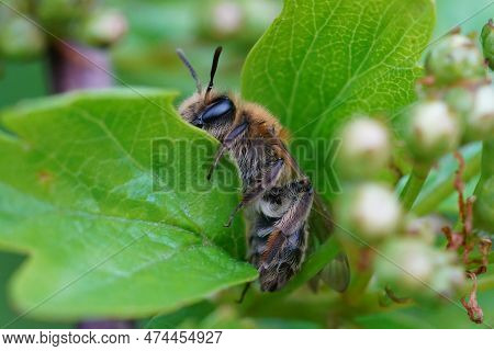 Natural Closeup On A Female Mellow Minder Solitary Bee, Andrena Mtitis, Sitting On A Green Leaf