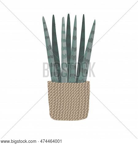 Sansevieria Cylindrica, Cylindrical Snake Plant, Spear Sansevieria, Common Spear Plant Isolated On W