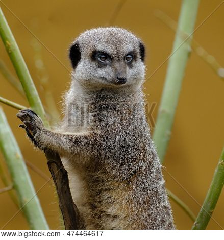 The Meerkat Or Suricate Is A Small Mongoose Found In Southern Africa. It Is Characterised By A Broad