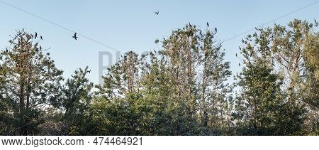 Panoramic Photo Of The Great Cormorant Island In Lithuania