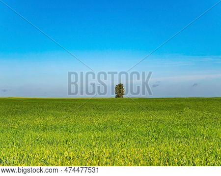 A Lonely Tree On A Green Winter Field. Lonely Tree. Farm Field Of Winter Crops. Agriculture. Farming