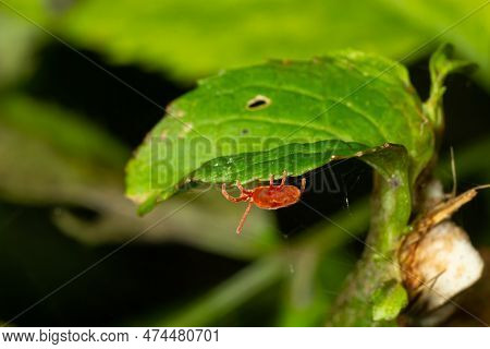 Close Up Macro Red Velvet Mite Or Trombidiidae In Natural Environment.