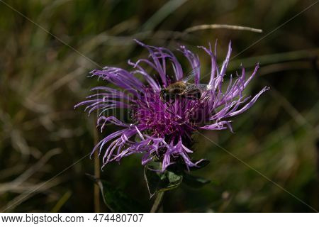 Brown Cornflower Centaurea Jacea And A Bee Sitting On A Flower On A Summer Day.