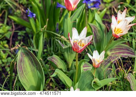 Close Up Shot Of A Group Of Rosy Red With White Margins On The Outside, Snow-white Tulip On The Insi