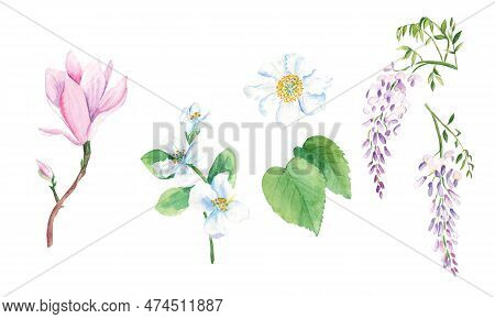 Floral Watercolor Set. Tree Flowers, Magnolia, Jasmine, Kiwi, Wisteria. Hand Drawn Botanical Illustr