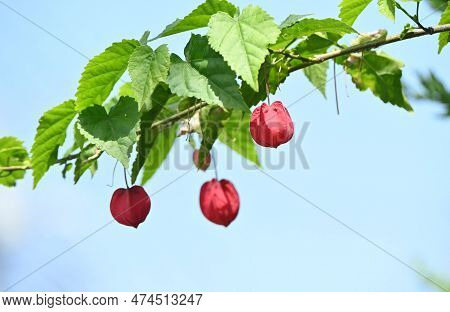 Trailing Abutilon ( Callianthe Megapotamica ) Flowers. Malvaceae Evergreen Tropical Shrub Native To 