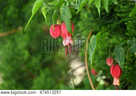 Trailing Abutilon ( Callianthe Megapotamica ) Flowers. Malvaceae Evergreen Tropical Shrub Native To 