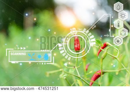 Smart Farm, Chilli Peppers Or Green Chilies Farm