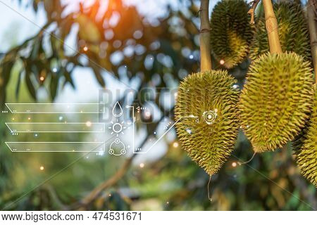 Smart Farm Digital Icon And Futuristic Ai Data Infographic Of Durian Seedling Or Sapling Durian Is K