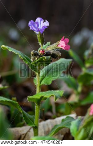Close-up Of Blooming Flowers Pulmonaria Mollis In Sunny Spring Day, Selective Focus .closeup Detail 
