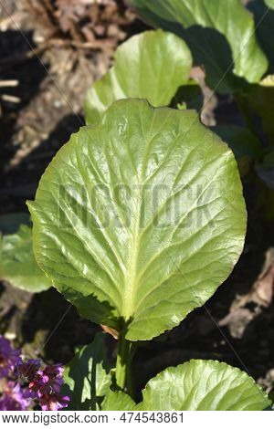 Purple Bergenia Green Leaves In The Garden