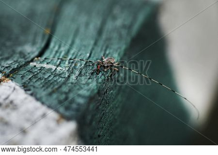 Barbel Beetle On A Wooden Surface Close-up