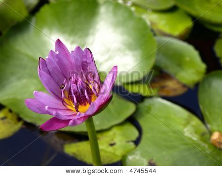 Thai Blume