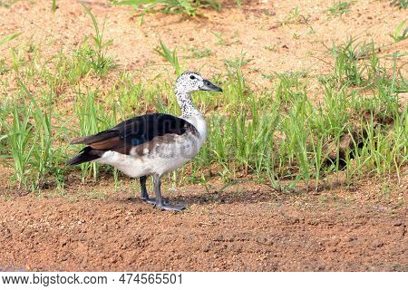Female Comb Duck (sarkidiornis Sylvicola) Perched On Land At Edge Of Pond. Conceicao Do Coite, Bahia