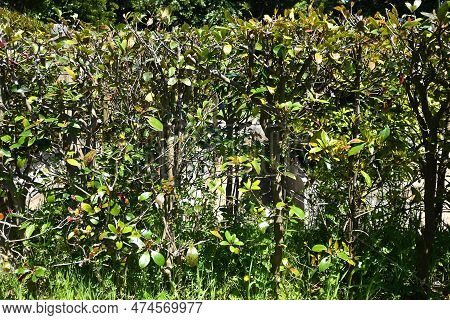 Japanese Ternstroemia ( Ternstroemia Gymnanthera ) Hedges. Pentaphylacaceae Dioecious Evergreen Tree