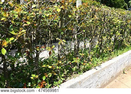 Japanese Ternstroemia ( Ternstroemia Gymnanthera ) Hedges. Pentaphylacaceae Dioecious Evergreen Tree