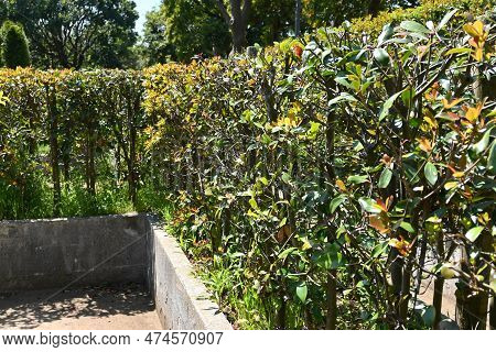 Japanese Ternstroemia ( Ternstroemia Gymnanthera ) Hedges. Pentaphylacaceae Dioecious Evergreen Tree