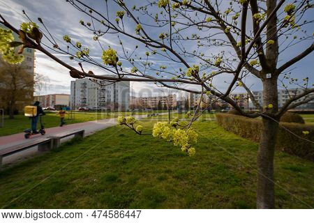 Spring In The City - A Young Tree On The Background Of A Residential Buildingc In The City