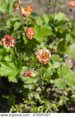 Avens Mango Lassi Flowers In The Garden