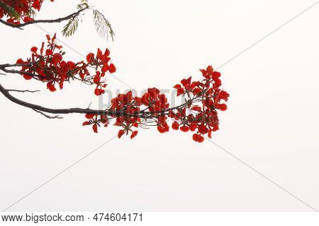Red Flame Tree Flowers Isolated With White Background