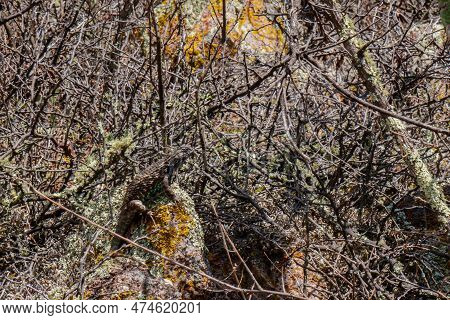 A Sceloporus Spinosus Mexican Spiny Lizard Texture