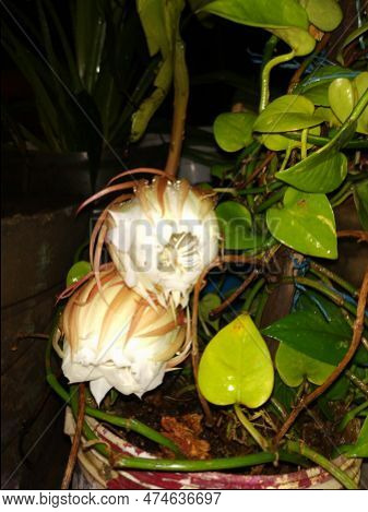 Closeup Of Beautiful Indian Night Blooming White Color Brahma Kamala Flower In A Plant.