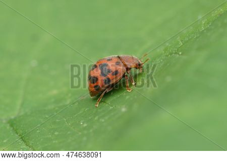 Natural Closeup On The Colorful Red 24-spot Ladybird, Subcoccinella Vigintiquatuorpunctata On A Gree