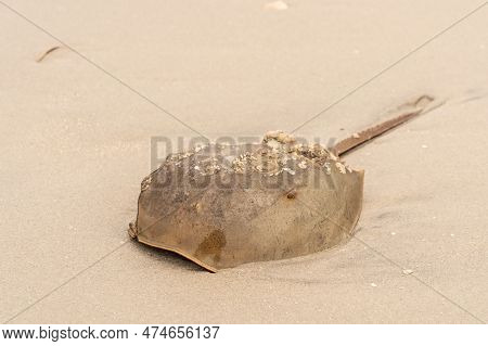 Close-up Of  Horseshoe (limulidae) Found On New Jersey Beach.
