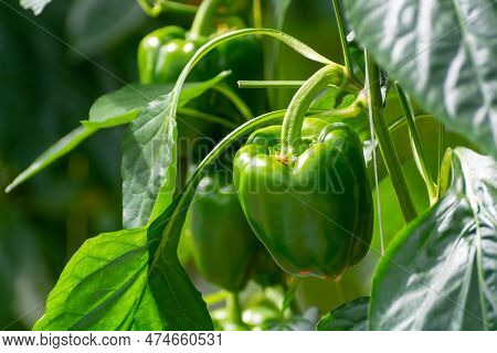 Big Ripe Sweet Bell Peppers, Red Paprika, Growing In Glass Greenhouse, Bio Farming In The Netherland
