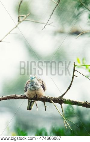 Peacefull Dove Of Geopelia Placida Perched On A Branch Tree In A Forest In Australia