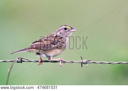 Grassland Sparrow (ammodramus Humeralis), Isolated, Perched On A Barbed Wire Fence