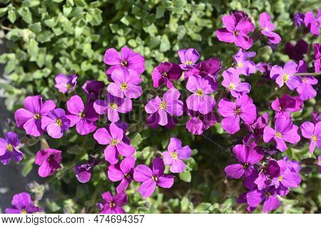 Aubrietia Audry Red Flowers In The Spring
