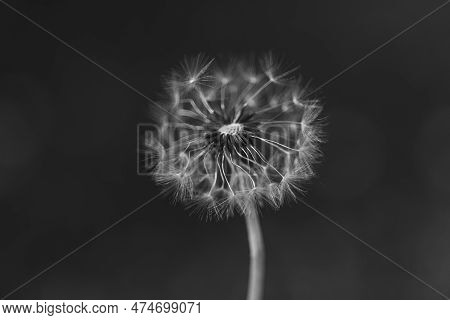Black And White Vertical Closeup Of A Common Dandelion Blowgun Ball With Lsus Fluffy Seeds To Blow A