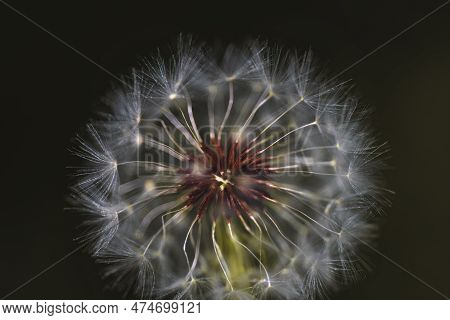 Black And White Vertical Closeup Of A Common Dandelion Blowgun Ball With Lsus Fluffy Seeds To Blow A