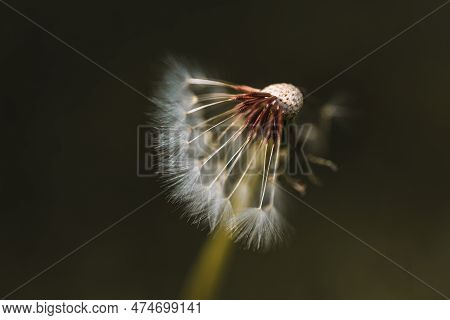 Black And White Vertical Closeup Of A Common Dandelion Blowgun Ball With Lsus Fluffy Seeds To Blow A